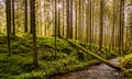 Fallen mossy tree in a forest