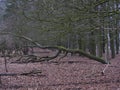 Fallen mossy tree in a gloomy forest