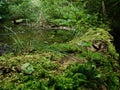 Fallen mossy tree, Poland