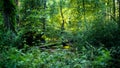 Fallen mossy tree trunk in the river surrounded by green vegetation.