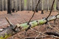 Fallen mossy trunk with dry branches in a forest in Cape Town, South Africa