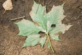 Dirty green maple leaf on the wet sandy ground. Royalty Free Stock Photo