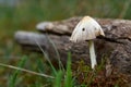 Fallen mushroom next to a log next to grass