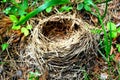 Fallen nest for birds and their Chicks. abandoned bird house in the woods. Royalty Free Stock Photo