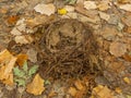 Fallen nest on rusted autmn leafs