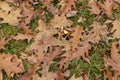 Fallen Oak Foliage In The Autumn Season