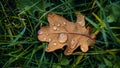 A fallen oak leaf lies in the green grass covered with dew drops on a fine autumn day Royalty Free Stock Photo