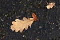 Fallen oak leaf on the road, dew drops on a dry brown oak leaf, a symbol of autumn Royalty Free Stock Photo