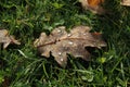 Fallen oak leaf with water droplets on the background of green grass in autumn morning in Raudondvaris, Lithuania Royalty Free Stock Photo