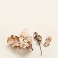 Fallen oak leaves and acorn caps on a beige background flat lay. Autumn monochrome concept with copy space Royalty Free Stock Photo