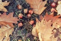 Fallen Oak Leaves And Acorns On Green Grass In City Park Or Forest At Early Autumn Season. Beautiful Bright  Natural Fall