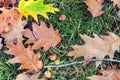 Fallen Oak Leaves And Acorns On Green Grass In City Park Or Forest At Early Autumn Season. Beautiful Bright  Natural Fall