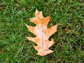 Fallen oak leaves in the autumn rain on the green grass, raindrops on the leaves Royalty Free Stock Photo