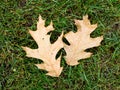 Fallen oak leaves in the autumn rain on the green grass, raindrops on the leaves Royalty Free Stock Photo