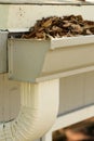 Fallen oak leaves clogging the downspout