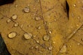 Fallen oak leaves with dew. Autumn oak leaves.water drops on fall oak leaves closeup. Dry Autumn Oak Leaf Covered by Water Drops Royalty Free Stock Photo