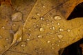 Fallen oak leaves with dew. Autumn oak leaves.water drops on fall oak leaves closeup. Dry Autumn Oak Leaf Covered by Water Drops Royalty Free Stock Photo