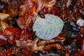 Fallen oak leaves with dew. Autumn oak leaves.water drops on fall oak leaves closeup. Royalty Free Stock Photo