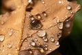 Fallen oak leaves with dew. Autumn oak leaves.water drops on fall oak leaves closeup. Dry Autumn Oak Leaf Covered by Water Drops Royalty Free Stock Photo