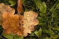 Fallen oak leaves with dew. Autumn oak leaves.water drops on fall oak leaves closeup. Dry Autumn Oak Leaf Covered by Water Drops Royalty Free Stock Photo