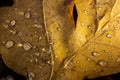 Fallen oak leaves with dew. Autumn oak leaves.water drops on fall oak leaves closeup. Dry Autumn Oak Leaf Covered by Water Drops Royalty Free Stock Photo