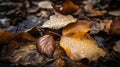 Fallen oak leaves with dew. Autumn oak leaves.water drops on fall oak leaves closeup, generative ai Royalty Free Stock Photo