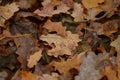 Fallen oak leaves with dew drops Royalty Free Stock Photo