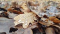 Fallen oak leaves with dew on the ground. Autumn oak leaves. Rain drops on fall oak leaves close up.  Close-up photo. Royalty Free Stock Photo