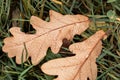 fallen oak leaves on the grass with dew drops, dry autumn oak leaf, selective focus, autumn mood Royalty Free Stock Photo