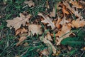 Dry autumn leaves on the ground