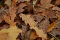 Beautiful oak leaves in autumn forest Royalty Free Stock Photo