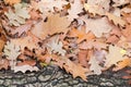 Fallen oak leaves and oak log on the ground Royalty Free Stock Photo