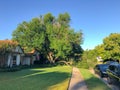 Fallen oak tree broken branches on the sidewalk of residential house in suburbs Dallas, Texas, USA