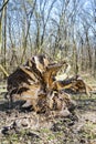 Fallen tree in spring forest with roots in the foreground Royalty Free Stock Photo