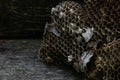 Fallen old abandoned wasp nest on the ground