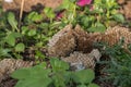 Fallen old abandoned wasp nest on the ground