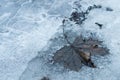 Fallen old maple leaf on frozen ice ground Royalty Free Stock Photo