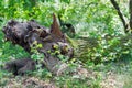 Fallen old oak tree Royalty Free Stock Photo