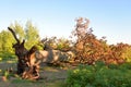 Fallen old oak tree. Royalty Free Stock Photo