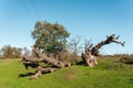 Fallen old oak tree in the field Royalty Free Stock Photo