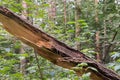 Fallen old oak tree Royalty Free Stock Photo