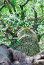 Fallen old oak tree Royalty Free Stock Photo