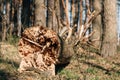 Fallen Old Pine Tree Trunk. Windfall In Forest. Storm Damage. Fallen Tree In Coniferous Forest After Strong Hurricane Royalty Free Stock Photo