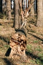 Fallen Old Pine Tree Trunk. Windfall In Forest. Storm Damage. Fallen Tree In Coniferous Forest After Strong Hurricane Royalty Free Stock Photo