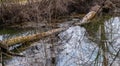 Fallen tree across stream with group of turtles sunning themselves Royalty Free Stock Photo