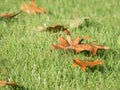 Fallen orange dried leaf on fresh green grass Royalty Free Stock Photo