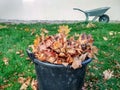 Fallen maple leaves are collected in a black plastic basket and a wheelbarrow