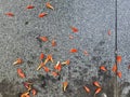 Fallen orange flower petals Royalty Free Stock Photo