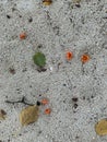 Fallen orange flowers and leaves lying on the white sand on the shores of the Indian Ocean
