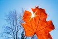 Fallen orange maple leaf against clear blue sky and backlit by sun Royalty Free Stock Photo